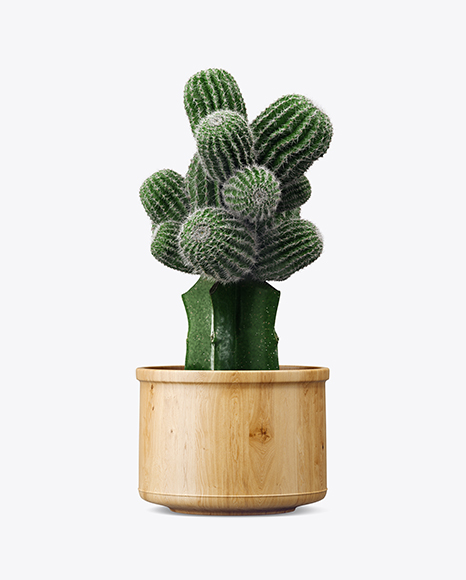 Download Cactus In Glossy Pot Mockup In Object Mockups On Yellow Images Object Mockups PSD Mockup Templates