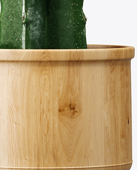 Download Cactus in Glossy Pot Mockup in Object Mockups on Yellow ...