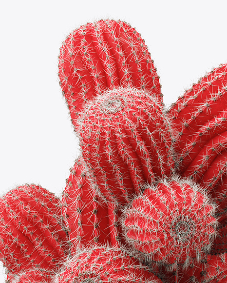 Cactus in Ceramic Pot Mockup in Object Mockups on Yellow ...