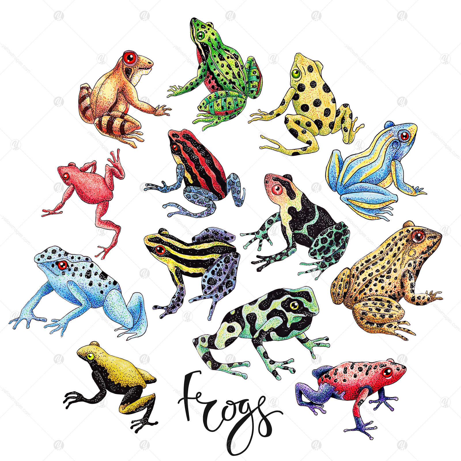 Frog Set on Yellow Images Creative Store