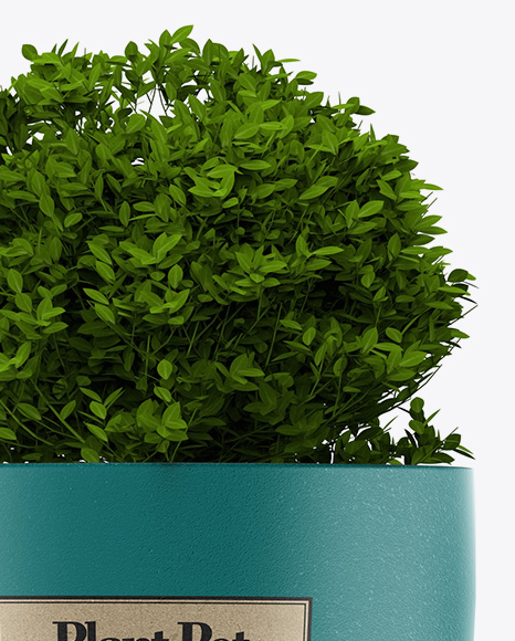 49+ Shrub Plant In The Pot Mockup Images