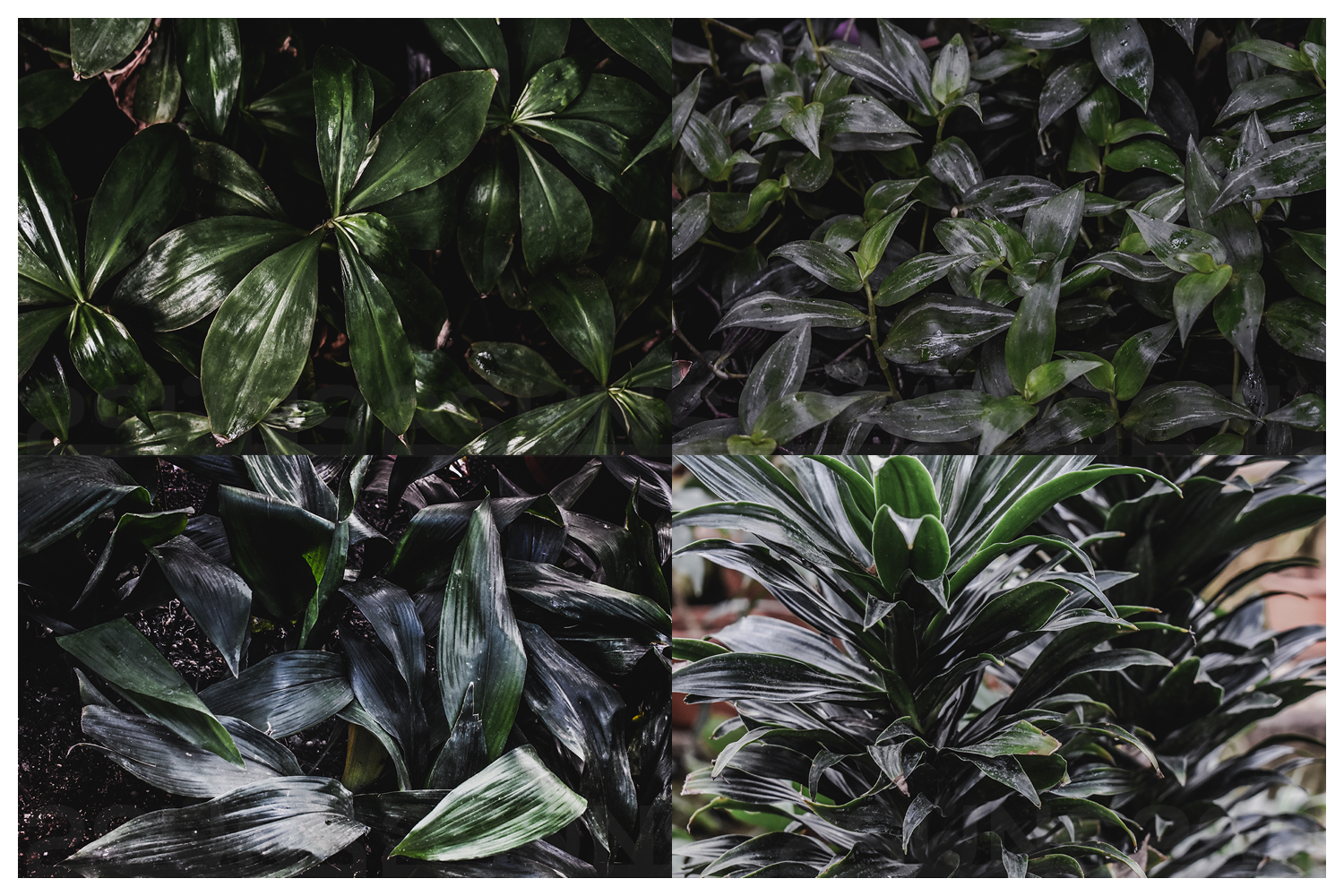 Tropical leaf backgounds real patterns digital paper